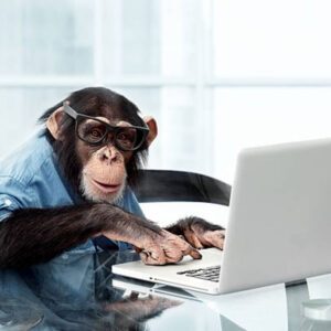 Ape working on SEO on a computer